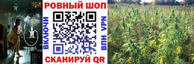 Псилоцибиновые грибы Новосиль